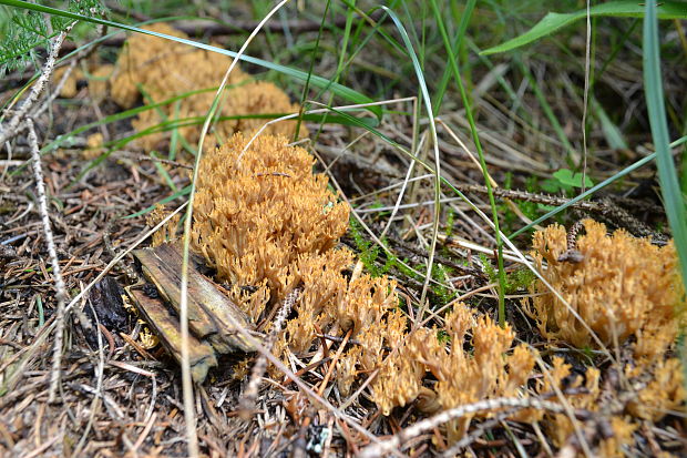 strapačka Ramaria sp.