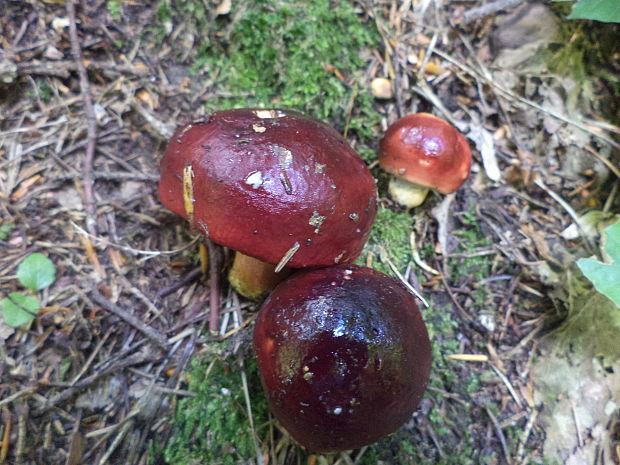 plávka Russula sp.