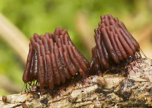 pazderka Stemonitis sp.