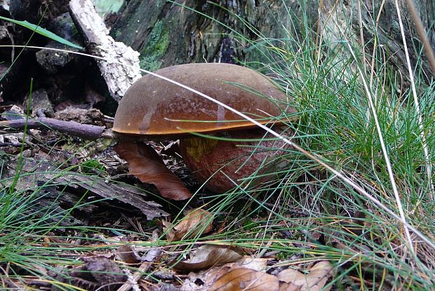 hríb zrnitohlúbikový Sutorius luridiformis (Rostk.) G. Wu & Zhu L. Yang