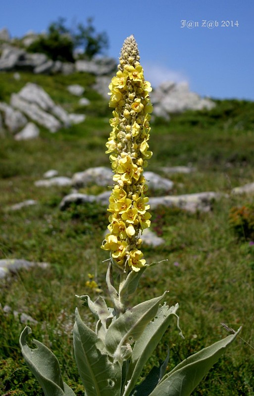 divozel Verbascum longifolium