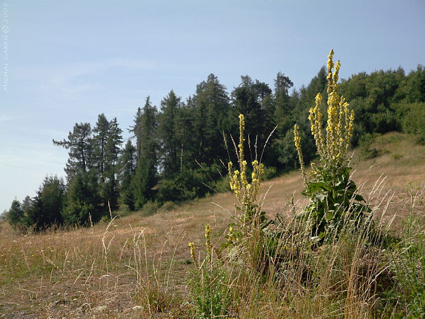 divozel Verbascum sp.