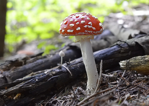 muchotrávka červená Amanita muscaria (L.) Lam.