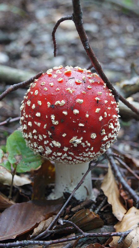 muchotrávka červená Amanita muscaria (L.) Lam.