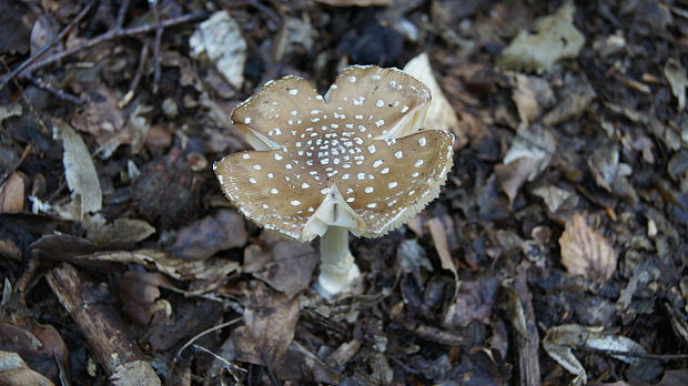 muchotrávka tigrovaná Amanita pantherina (DC.) Krombh.