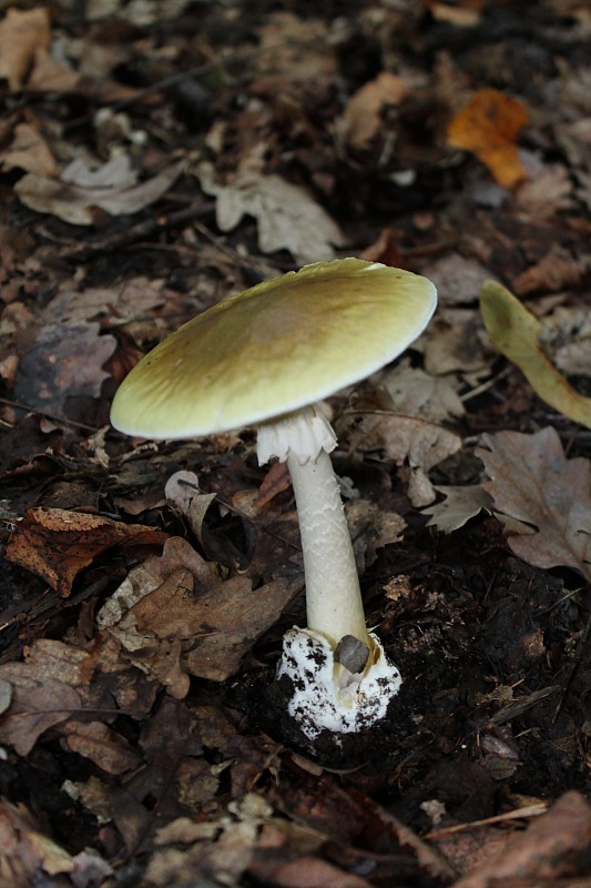 muchotrávka zelená Amanita phalloides (Vaill. ex Fr.) Link