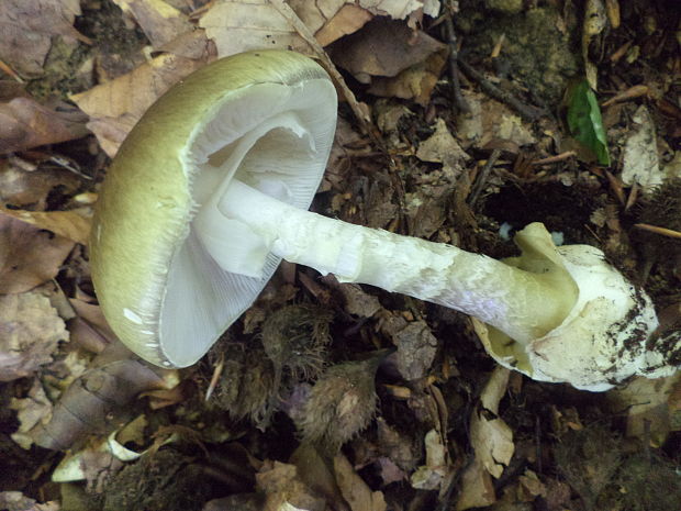 muchotrávka zelená Amanita phalloides (Vaill. ex Fr.) Link