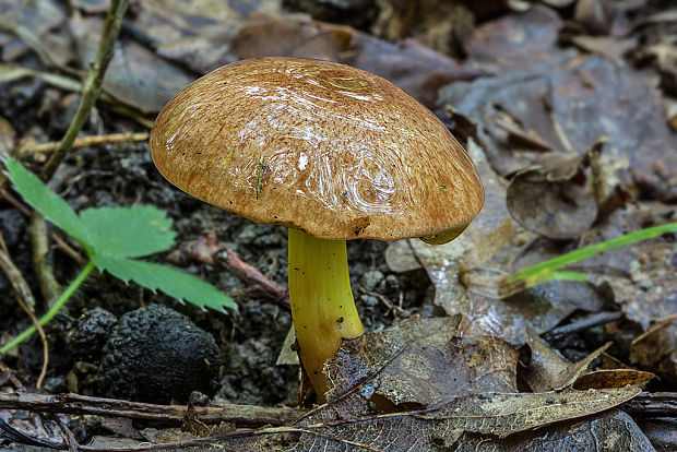 zlatohríb úhľadný Aureoboletus gentilis (Quél.) Pouzar