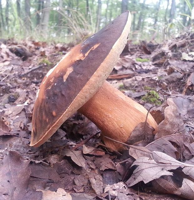 hríb bronzový Boletus aereus Bull. ex Fr.