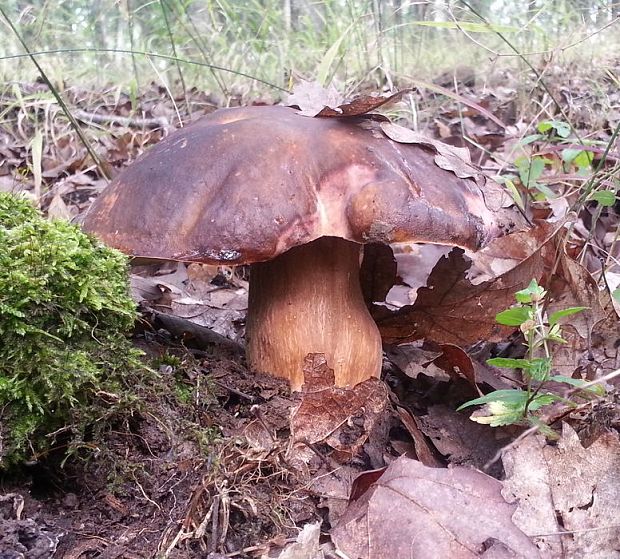 hríb bronzový Boletus aereus Bull. ex Fr.