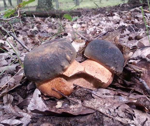 hríb bronzový Boletus aereus Bull. ex Fr.