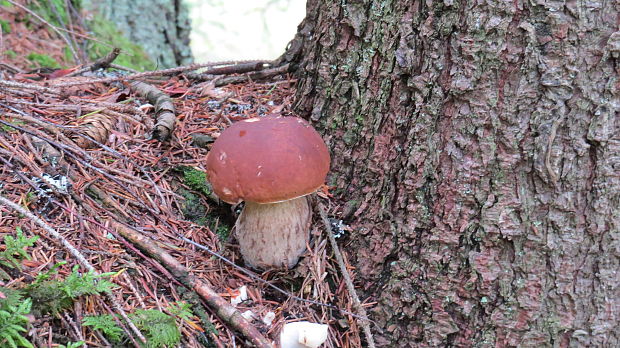 hríb smrekový Boletus edulis Bull.