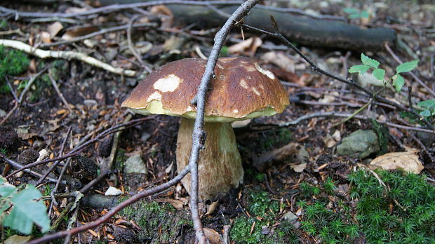 hríb smrekový Boletus edulis Bull.