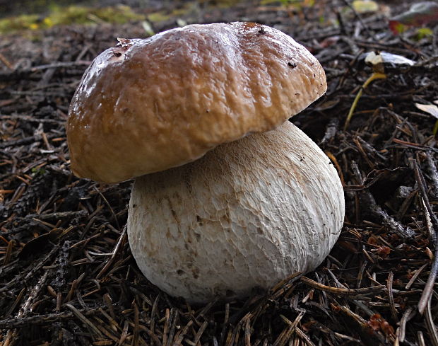 hríb smrekový Boletus edulis Bull.