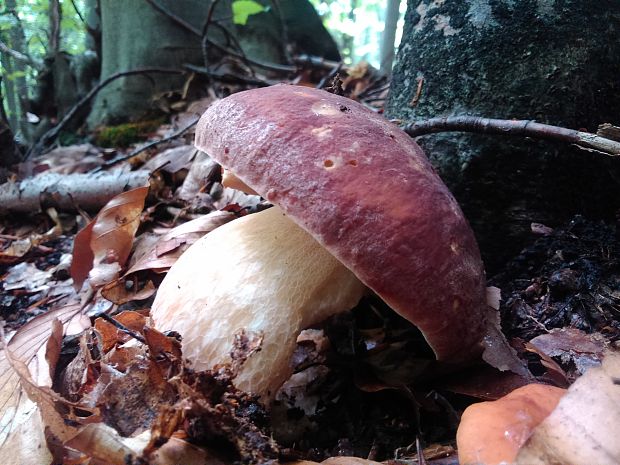 hríb sosnový Boletus pinophilus Pil. et Dermek in Pil.