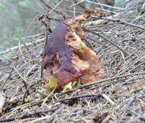 hríb sosnový Boletus pinophilus Pil. et Dermek in Pil.