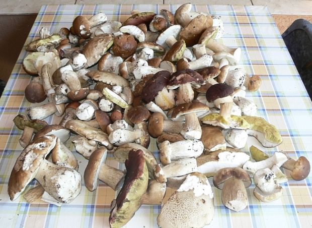 hríby Boletus reticulatus Schaeff.