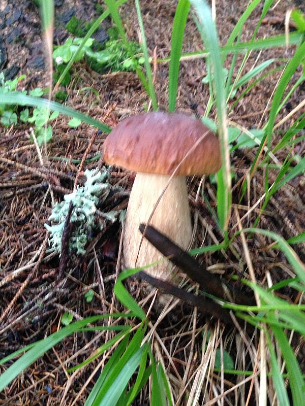 hríb dubový Boletus reticulatus Schaeff.