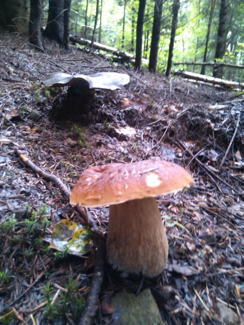 hríb Boletus sp.