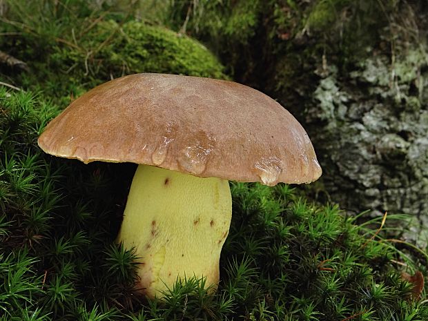 hríb príveskatý Butyriboletus appendiculatus (Schaeff. ex Fr.) Secr.