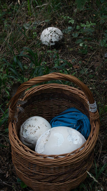 vatovec obrovský Calvatia gigantea (Batsch) Lloyd