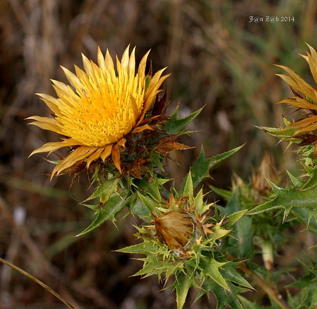 púpava Carlina corymbosa L.