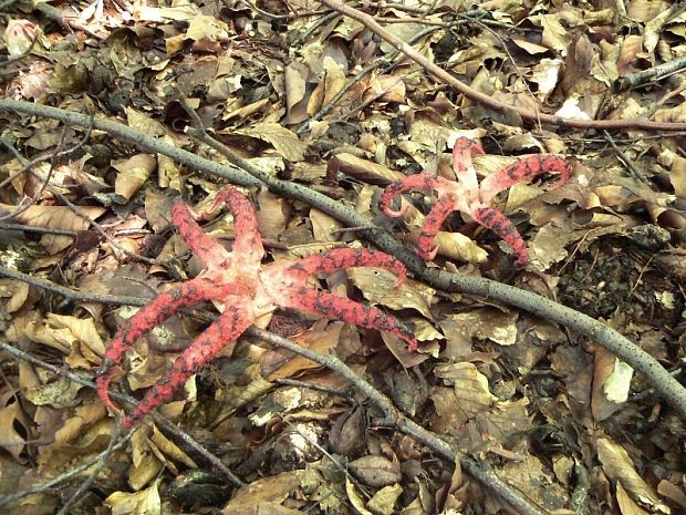 mrežovka kvetovitá Clathrus archeri (Berk.) Dring