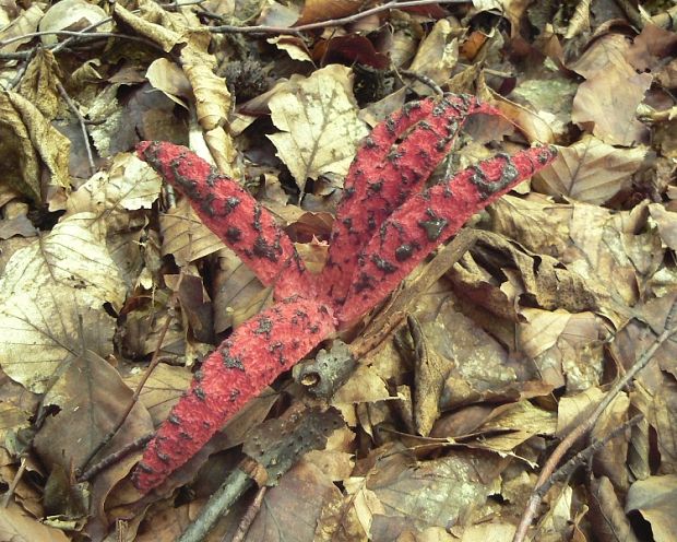 mrežovka kvetovitá Clathrus archeri (Berk.) Dring