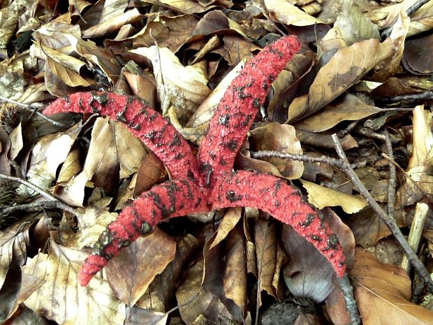 mrežovka kvetovitá Clathrus archeri (Berk.) Dring