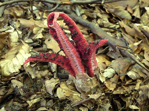 mrežovka kvetovitá Clathrus archeri (Berk.) Dring