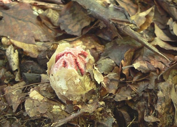 mrežovka kvetovitá Clathrus archeri (Berk.) Dring