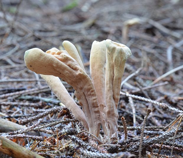 kyjak jazykovitý Clavariadelphus ligula (Schaeff.) Donk