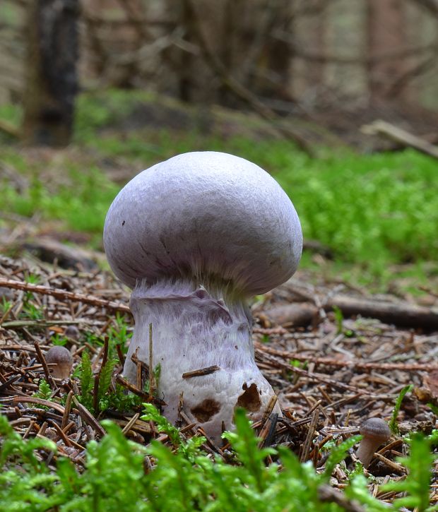 pavučinovec Cortinarius sp.