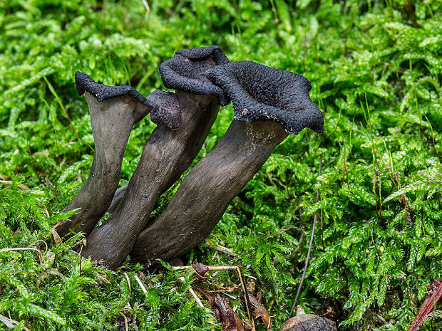 lievik trúbkovitý Craterellus cornucopioides (L.) Pers.