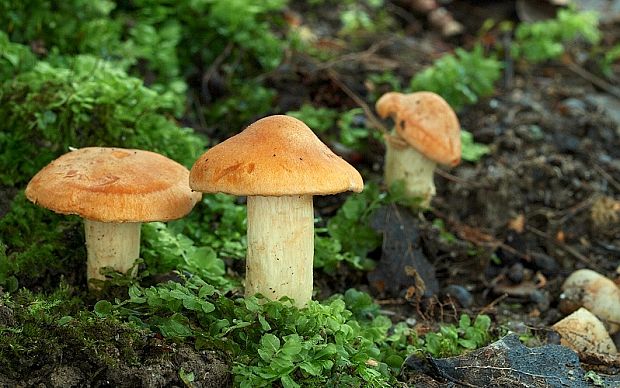 lúčnica statná Cuphophyllus pratensis (Fr.) Bon