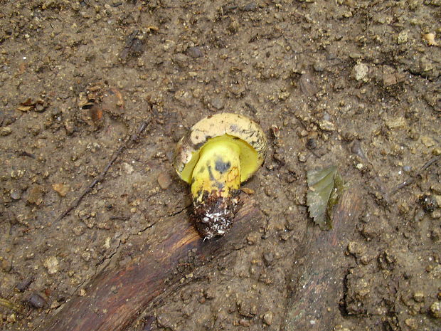 hríb modrejúci Cyanoboletus pulverulentus (Opat.) Gelardi, Vizzini & Simonini