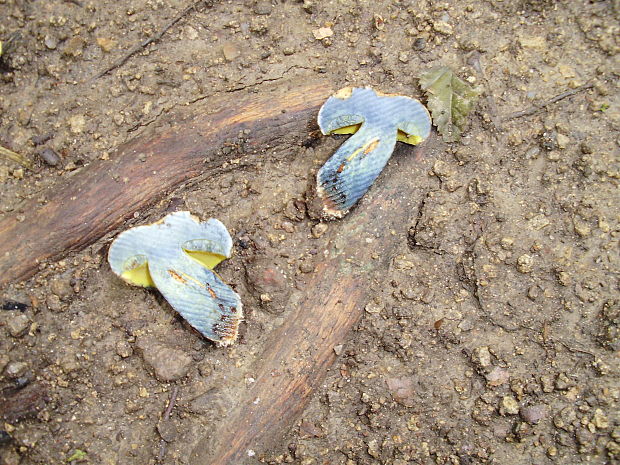 hríb modrejúci Cyanoboletus pulverulentus (Opat.) Gelardi, Vizzini & Simonini