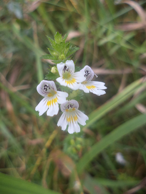 očianka rostkovova Euphrasia rostkoviana Hayne