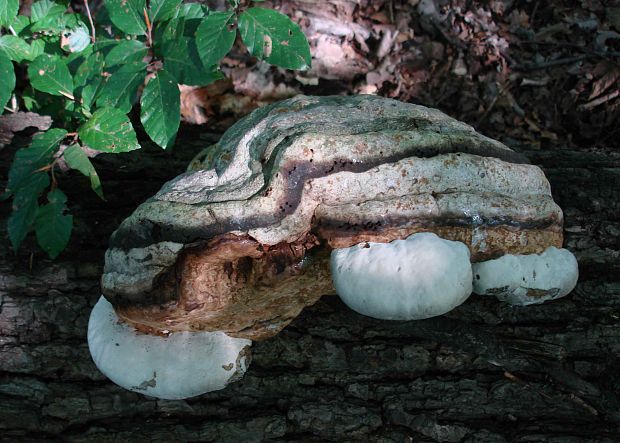 práchnovec kopytovitý Fomes fomentarius (L.) J.J. Kickx