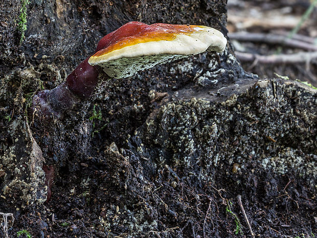 lesklokôrovka obyčajná Ganoderma lucidum (Curtis) P. Karst.