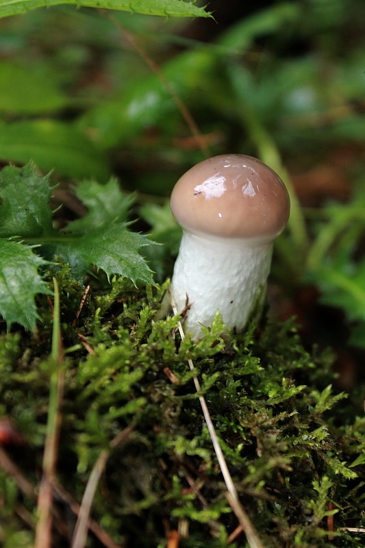 sliziak mazľavý Gomphidius glutinosus (Schaeff.) Fr.