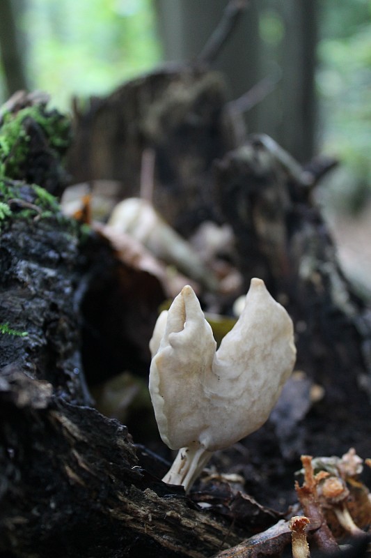 chriapač jamkatý Helvella lacunosa Afzel.