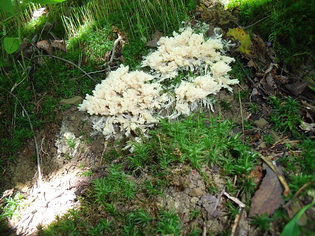 koralovec bukový Hericium coralloides (Scop.) Pers.