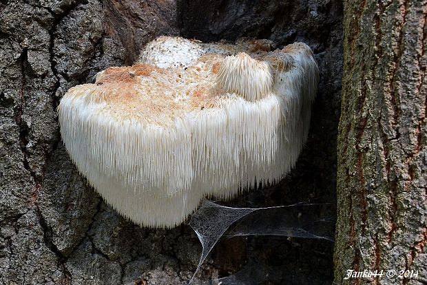 koralovec ježovitý Hericium erinaceus (Bull.) Pers.