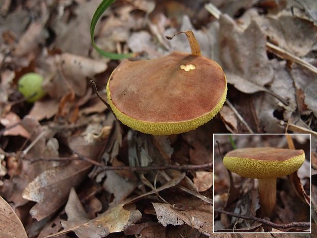 suchohríb karmínový Hortiboletus rubellus (Krombh.) Simonini, Vizzini & Gelardi