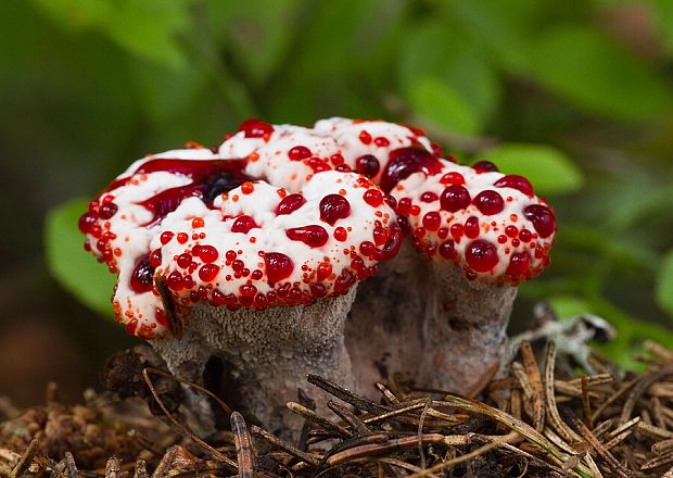 jelenkovka pálčivá Hydnellum peckii Banker