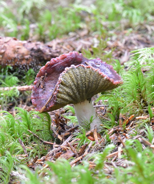 hubožer žltozelený Hypomyces luteovirens (Fr.) Tul. & C. Tul.