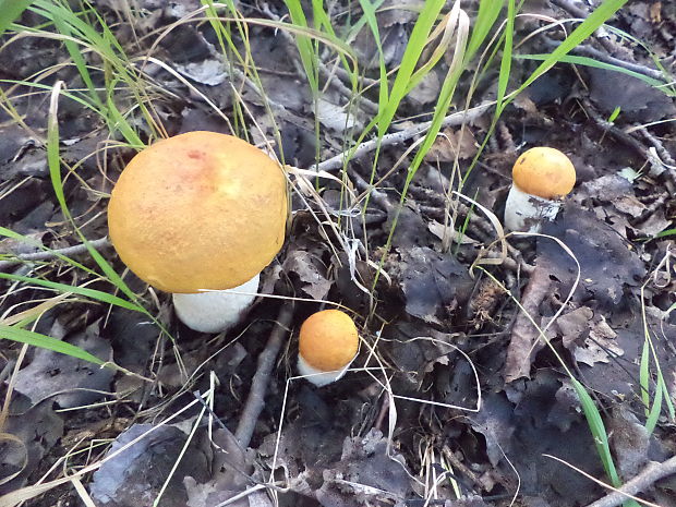 kozák osikový Leccinum albostipitatum den Bakker & Noordel.