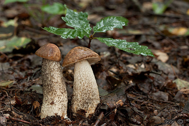 kozák brezový Leccinum scabrum (Bull.) Gray