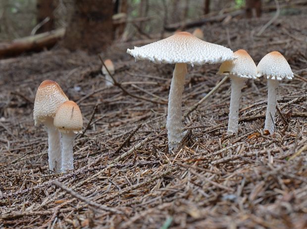 bedlička vlnatá Lepiota clypeolaria (Bull.) P. Kumm.